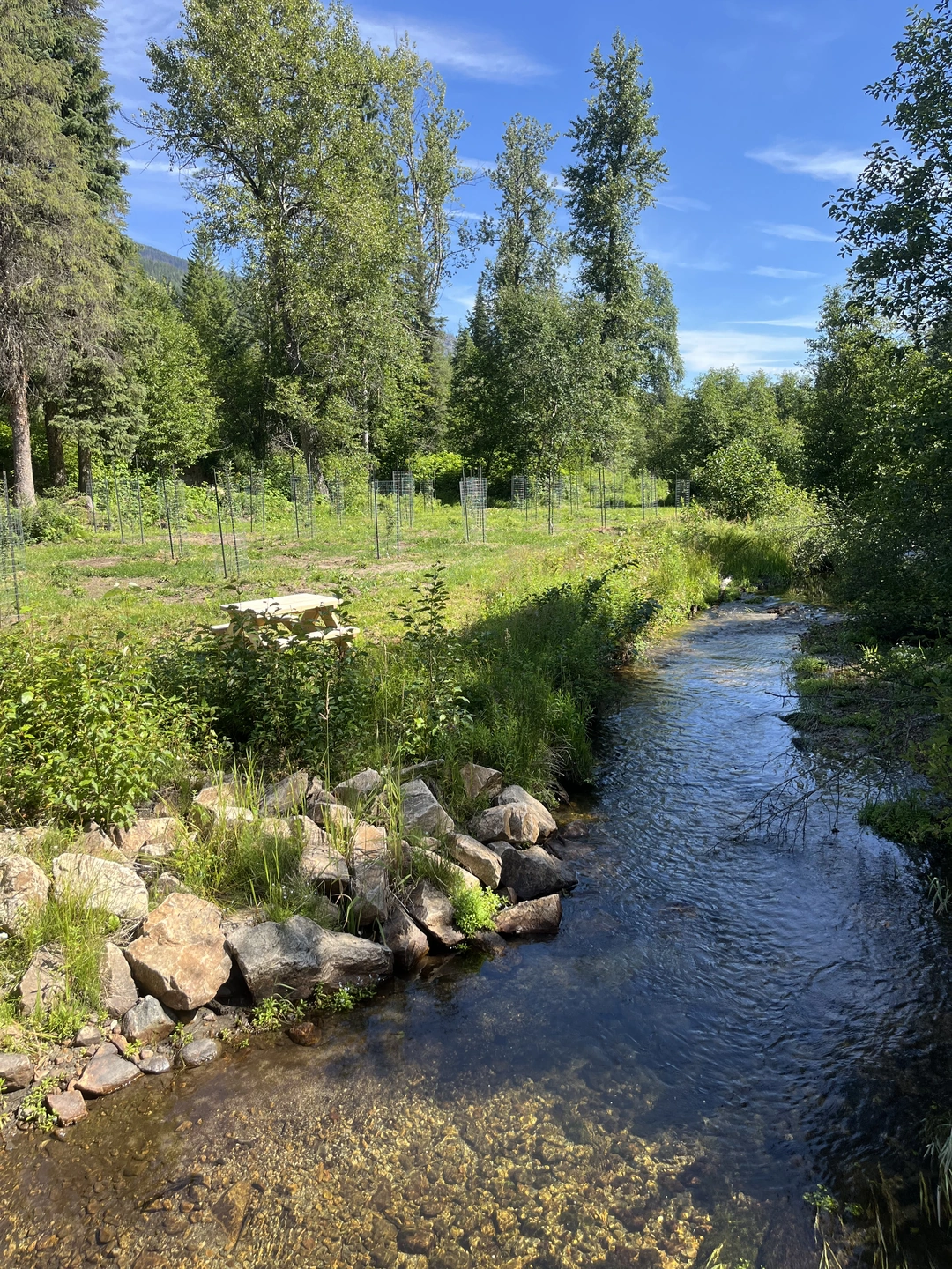 Quiet campground setting at Little Camp Slocan